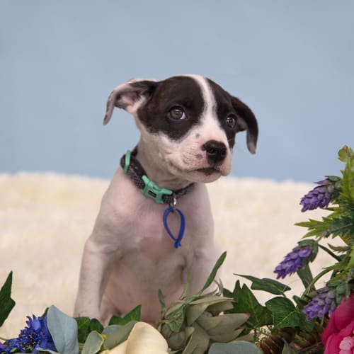 Ella ~ sweet Bulldog x puppy (On Trial 15/6/20)