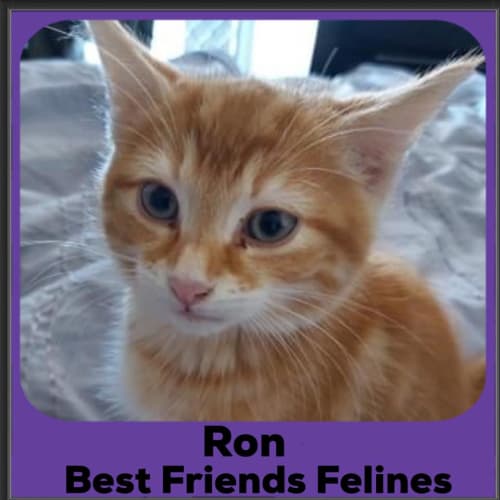 Ron 