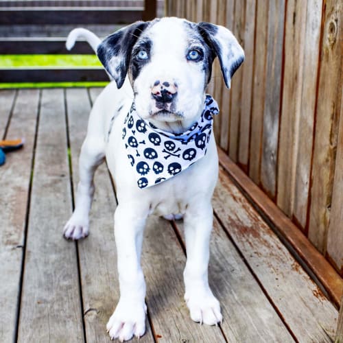 Aries ~ sweet Bull Arab x puppy (deposit taken)
