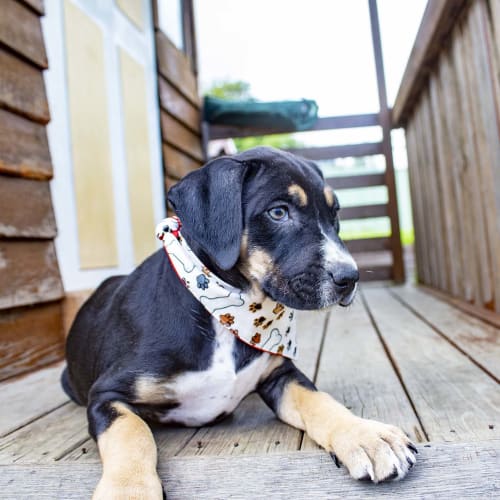 Imani ~ Bull Arab x puppy (On Trial 20/6/20)