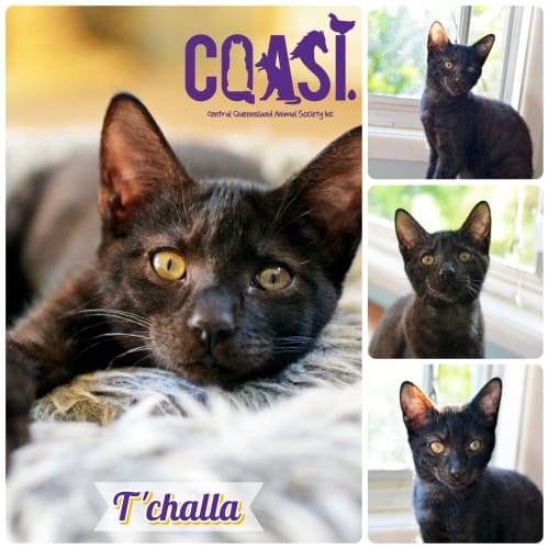 T'Challa