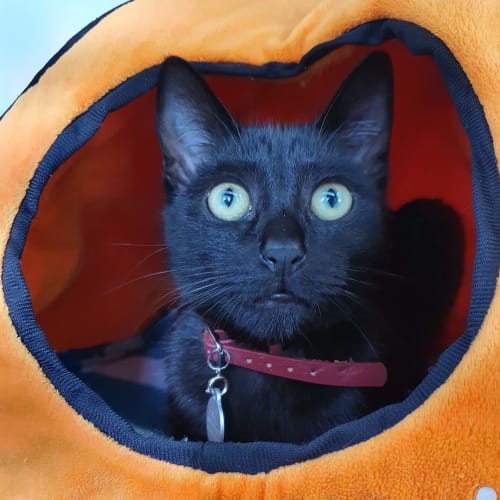 Luna ~ lovely 8mo black cat (on trial 15/6/20)