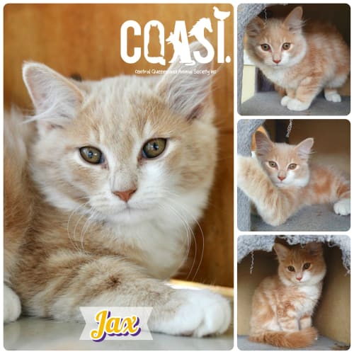 Jax