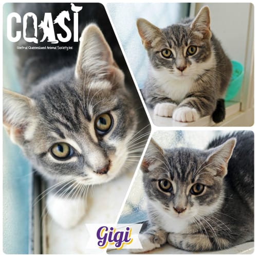 Gigi