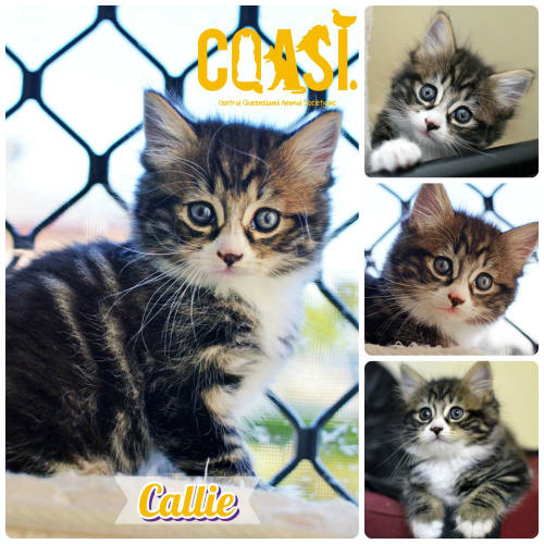 Callie 