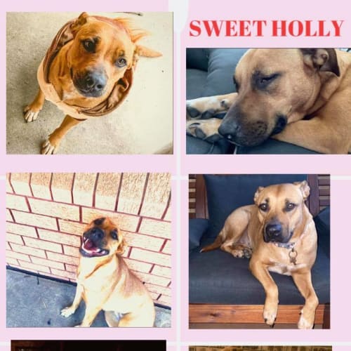 Holly