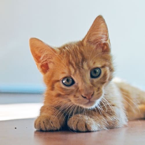 Simba