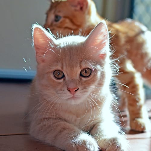 Snowball Cream