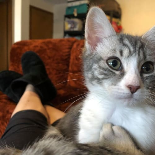 Pixel