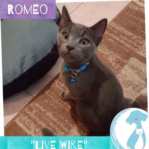 Romeo 
