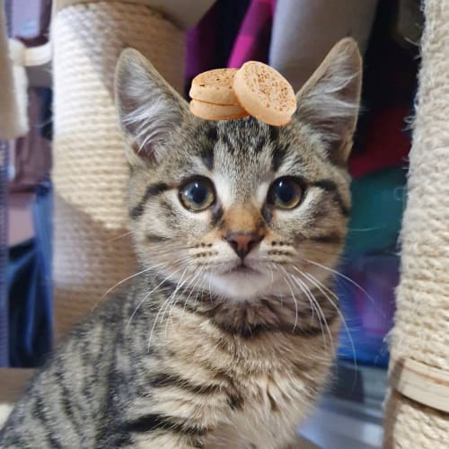 Crumpet