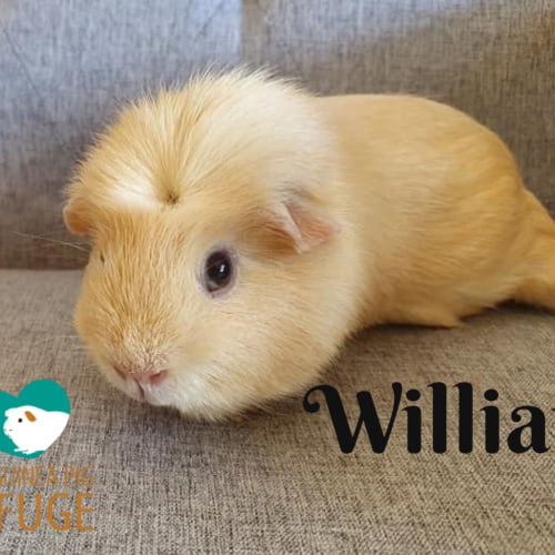 William (desexed male)