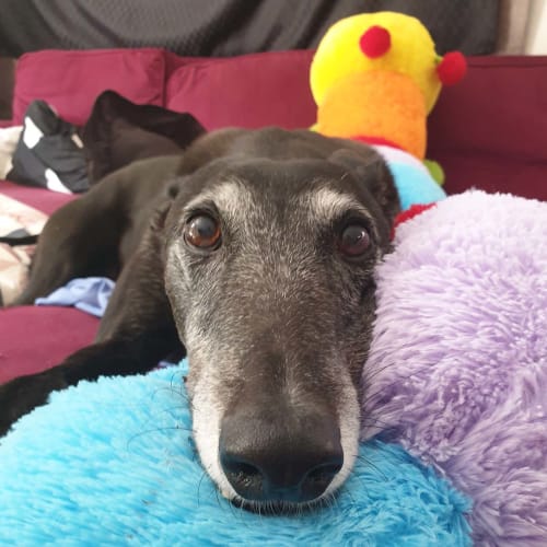 Star ~ 9yo Greyhound (On Trial 21/06/20)