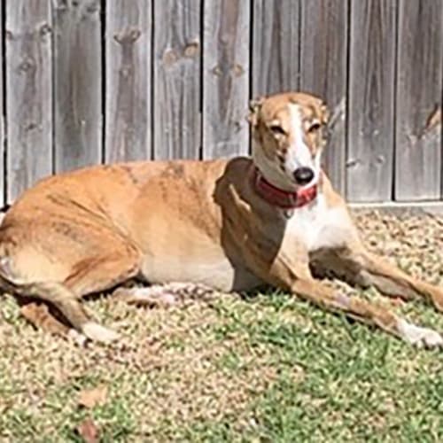 Lassie.   Brisbane