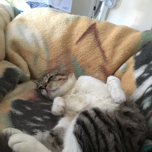 Mufasa 