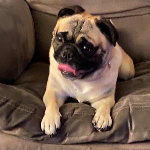 Pugsley 