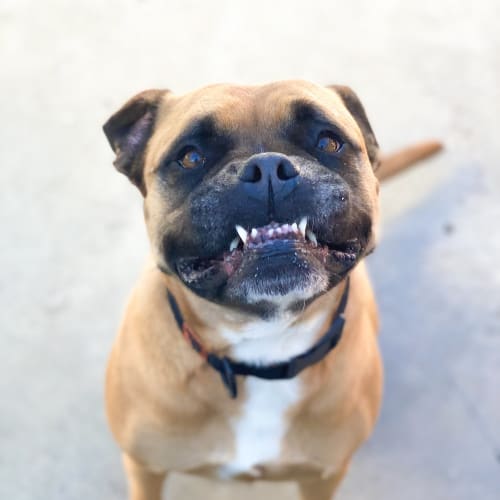 Nala