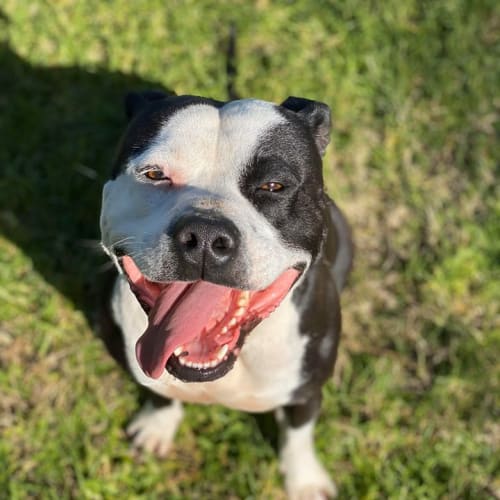 Kobi
