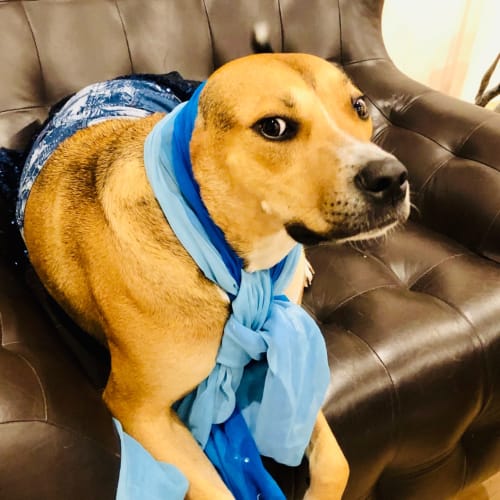 Nacho **Adopted**