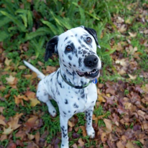 Jack ~ 8yo Dalmation (On Trial 14/6/20)