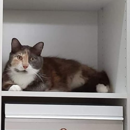 Kit-Kat