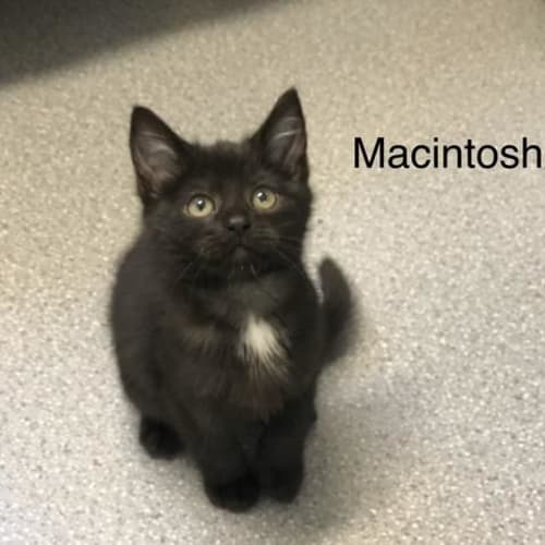 Macintosh