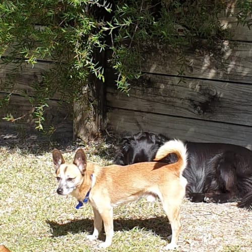 Minion ~ 6yo Pomeranian x (On Trial 18/6/20)