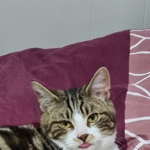 Felix