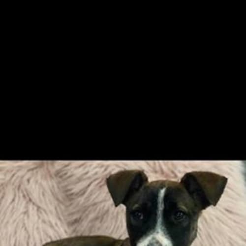 Baxter