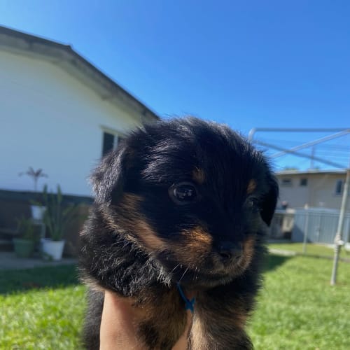 Bear