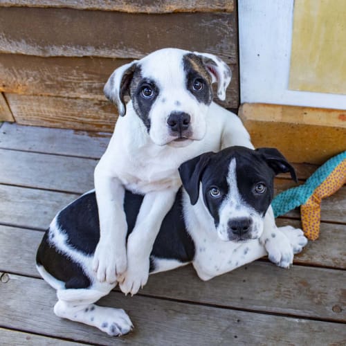 Franklin ~ sweet Bulldog x puppy (On Trial 21/6/20