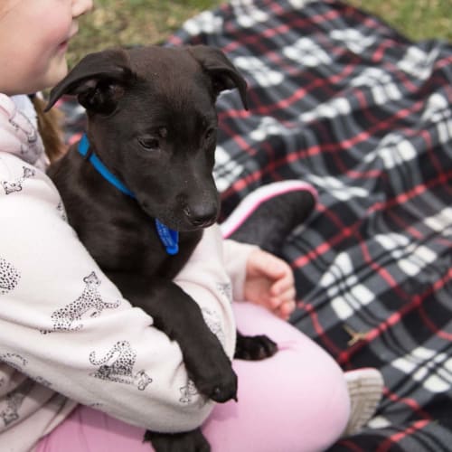 Milo ~ Koolie x GSD(On trial 19/06/20)