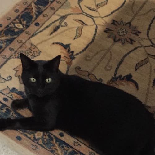 Merlin