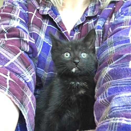 Bitsy
