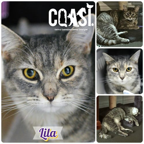Lila 