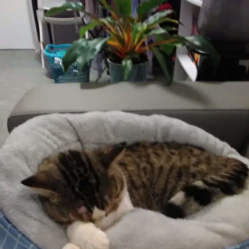 Banjo