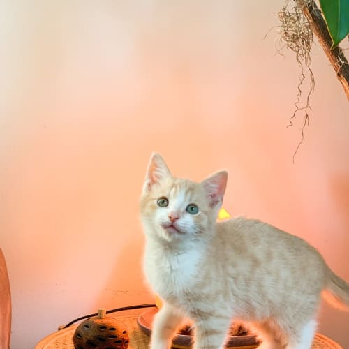Cosmo & Rocket ~ 8 w/o kittens (on trial 19/6/20)