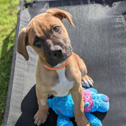 Koda