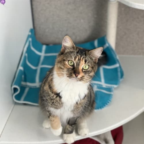 Hazel