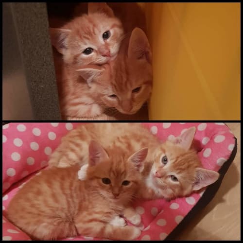 Cosmo and Indie ❤❤