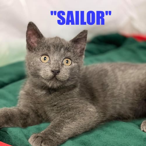 Indra & Sailor