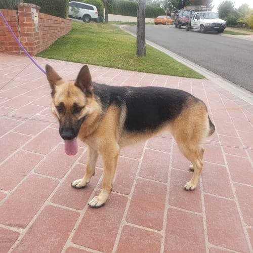 German Shepherd Rescue New South Wales Petrescue