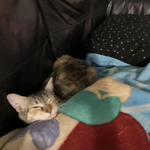 Matilda 🐈