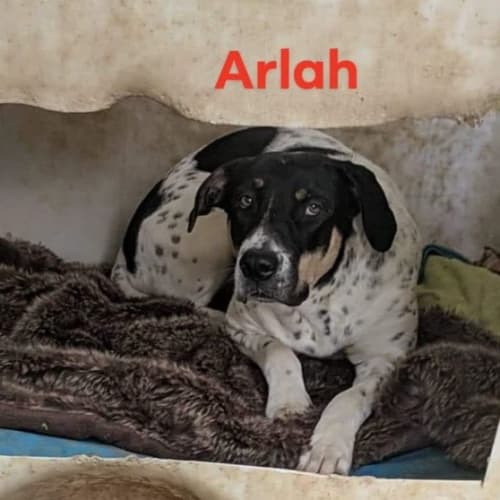 Arlah