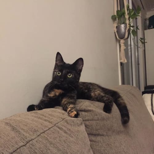 Pippa