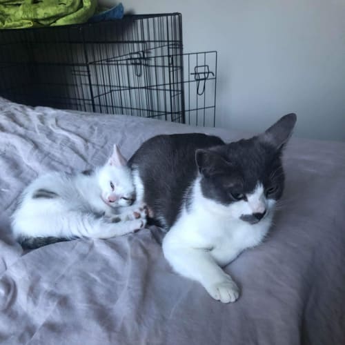 Lucy and Tofu ❤❤
