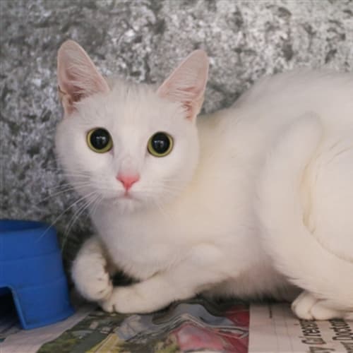 Willow