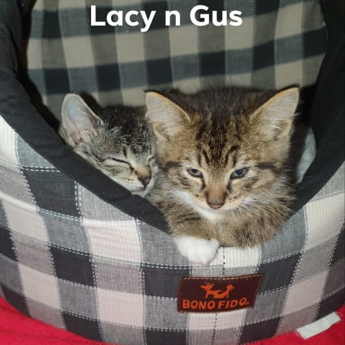 Gus 🧶🧶