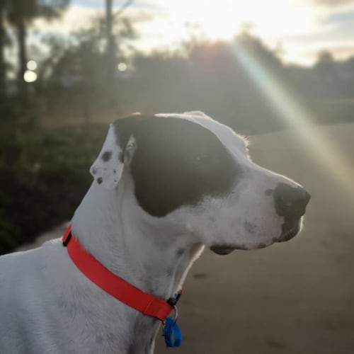 Oreo