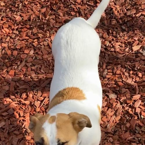 Stella